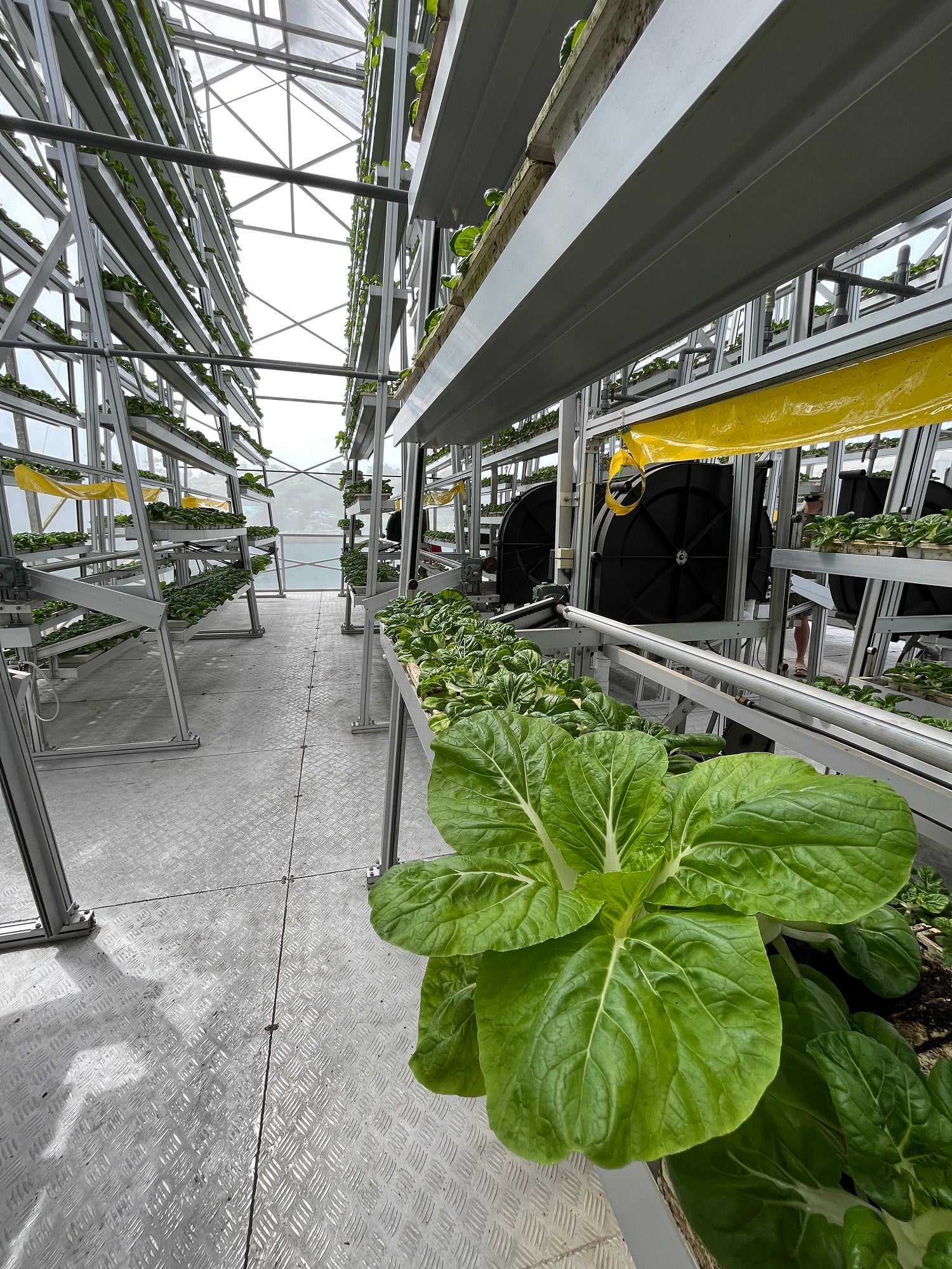An indoor, vertical farm producing leafy greens.