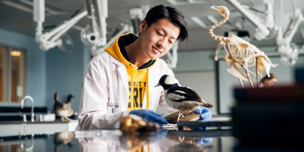 An Environmental Sciences student inspects bird specimens in a lab.