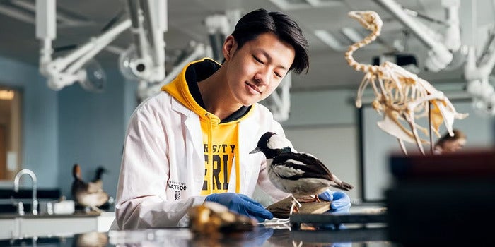 Student working with fossils in lab