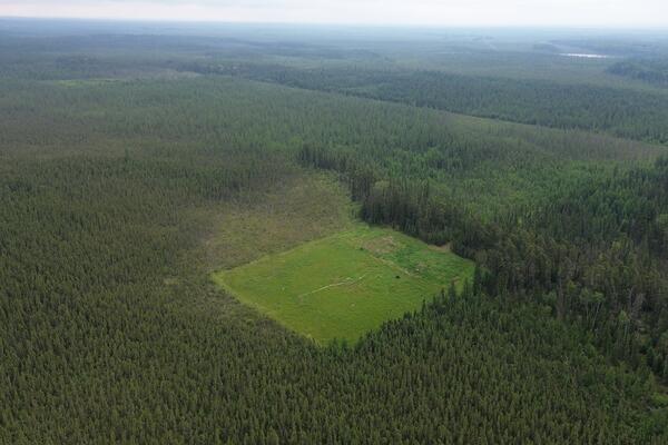 Aerial view of restored peatland showing moss and other vegetation