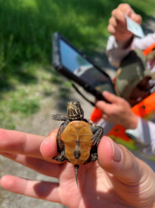 Kubasta holds a turtle, colleague classifies species using an ipad. 